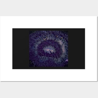 CLOWNING AROUND IN A PURPLE ANEMONE Posters and Art